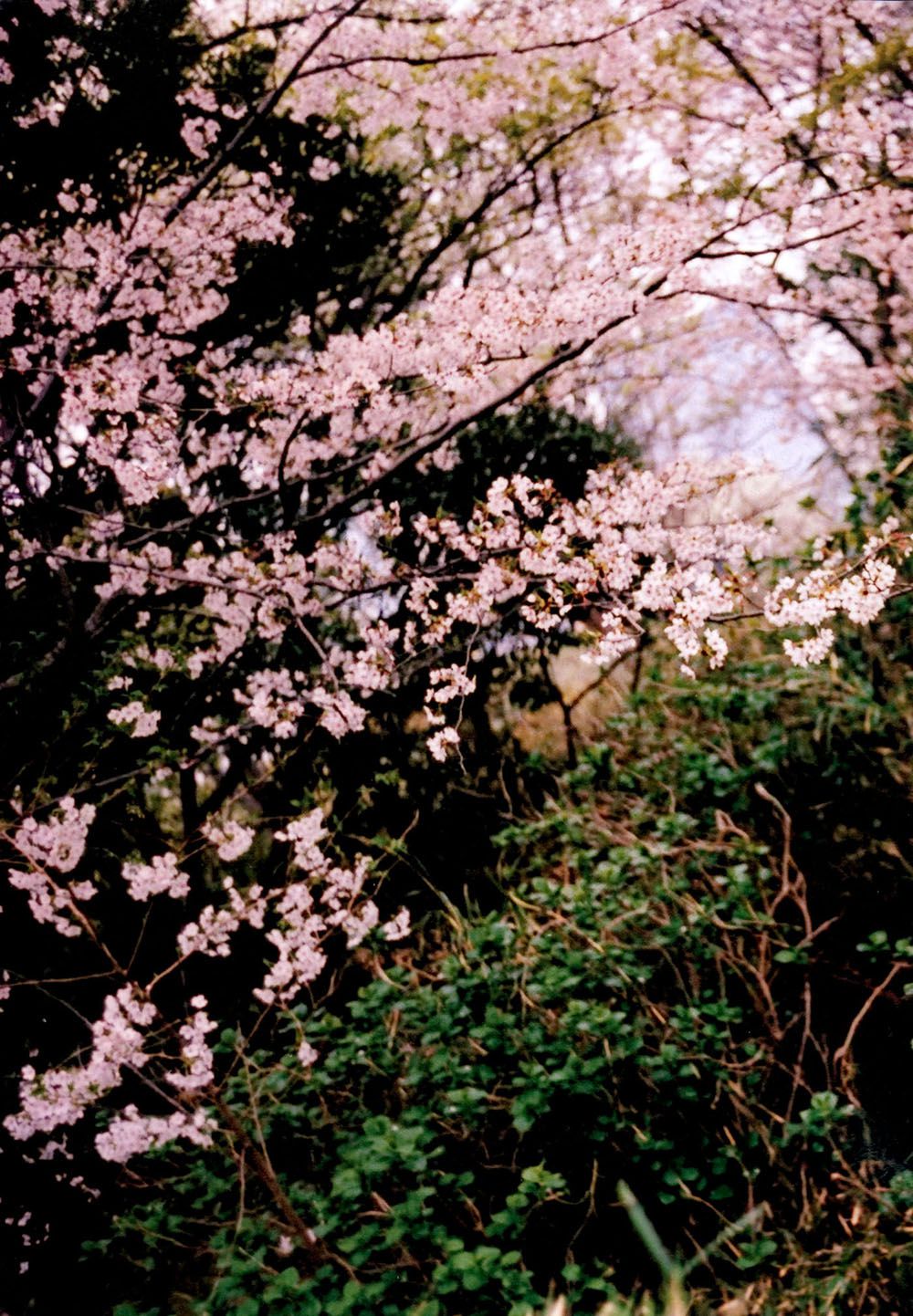 宮脇咲良/宫胁咲良《Sakura》 [PB] 